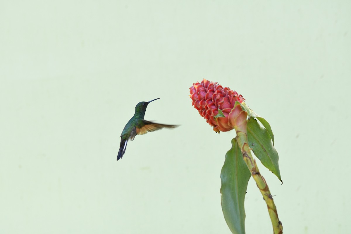 Stripe-tailed Hummingbird - ML619224031