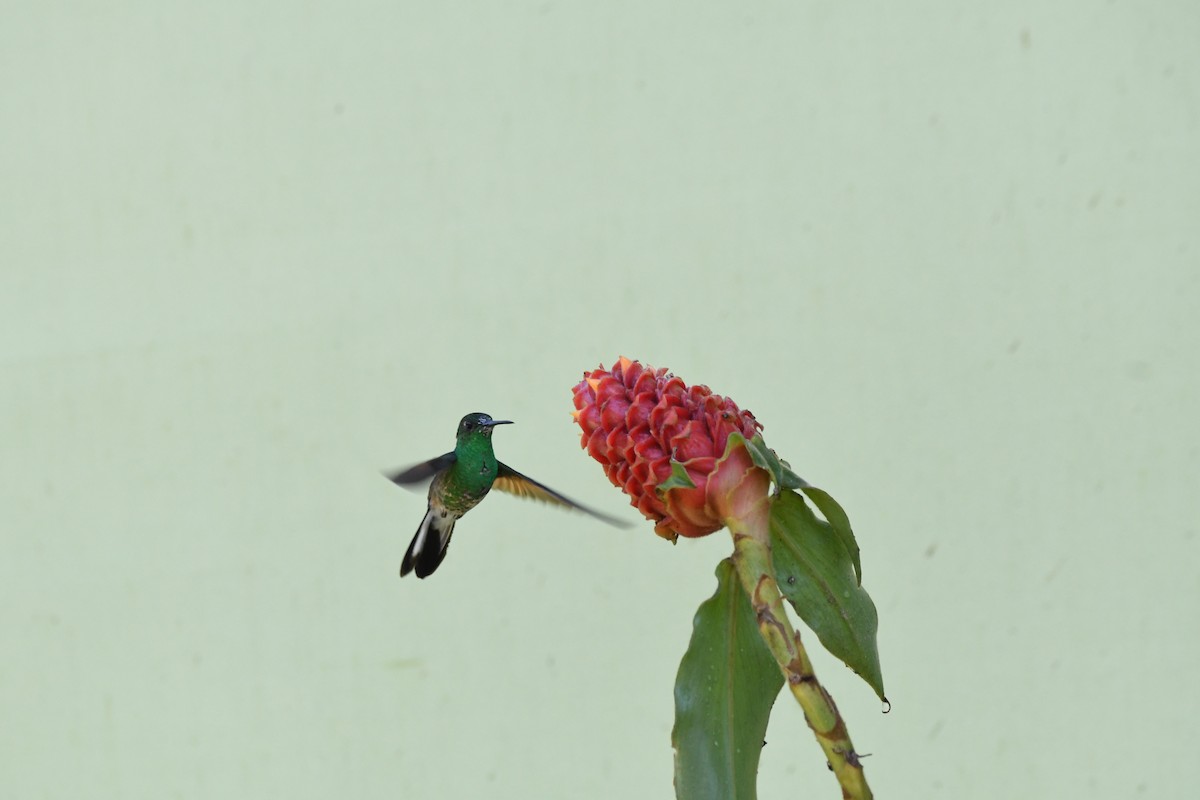 Stripe-tailed Hummingbird - ML619224032