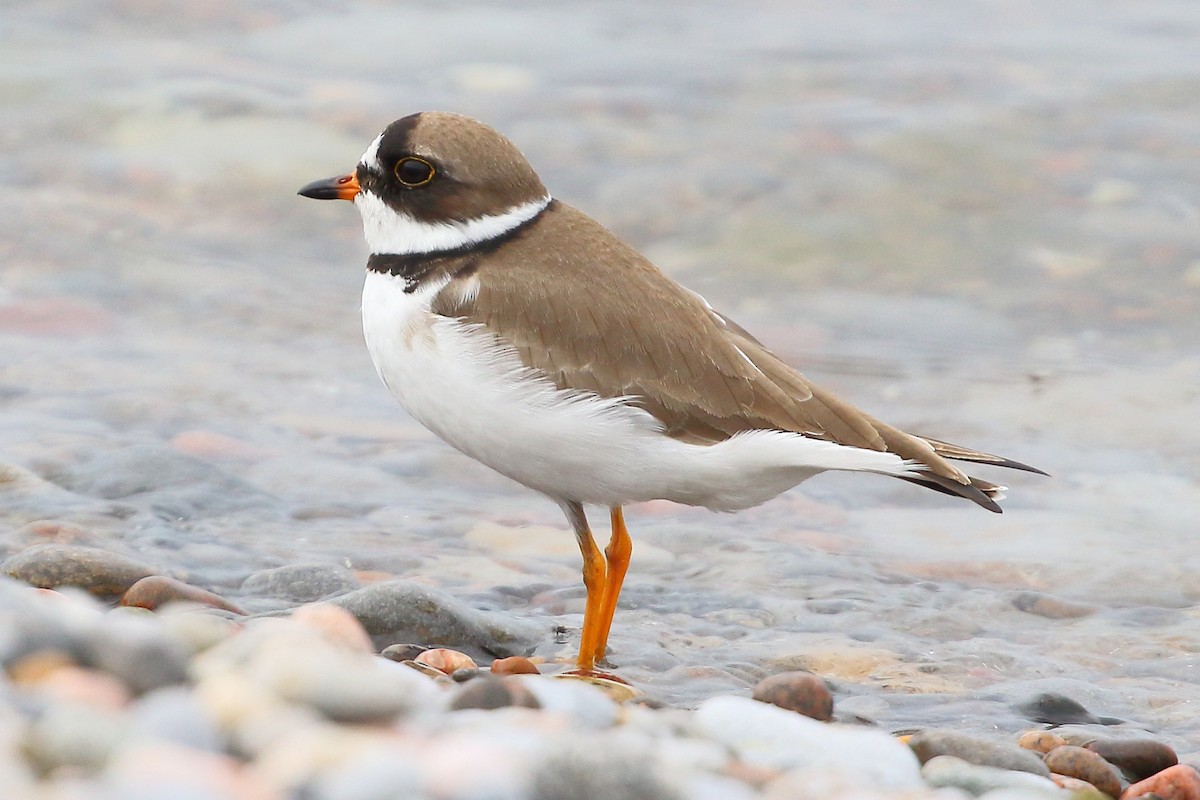 Semipalmated Plover - ML619224066
