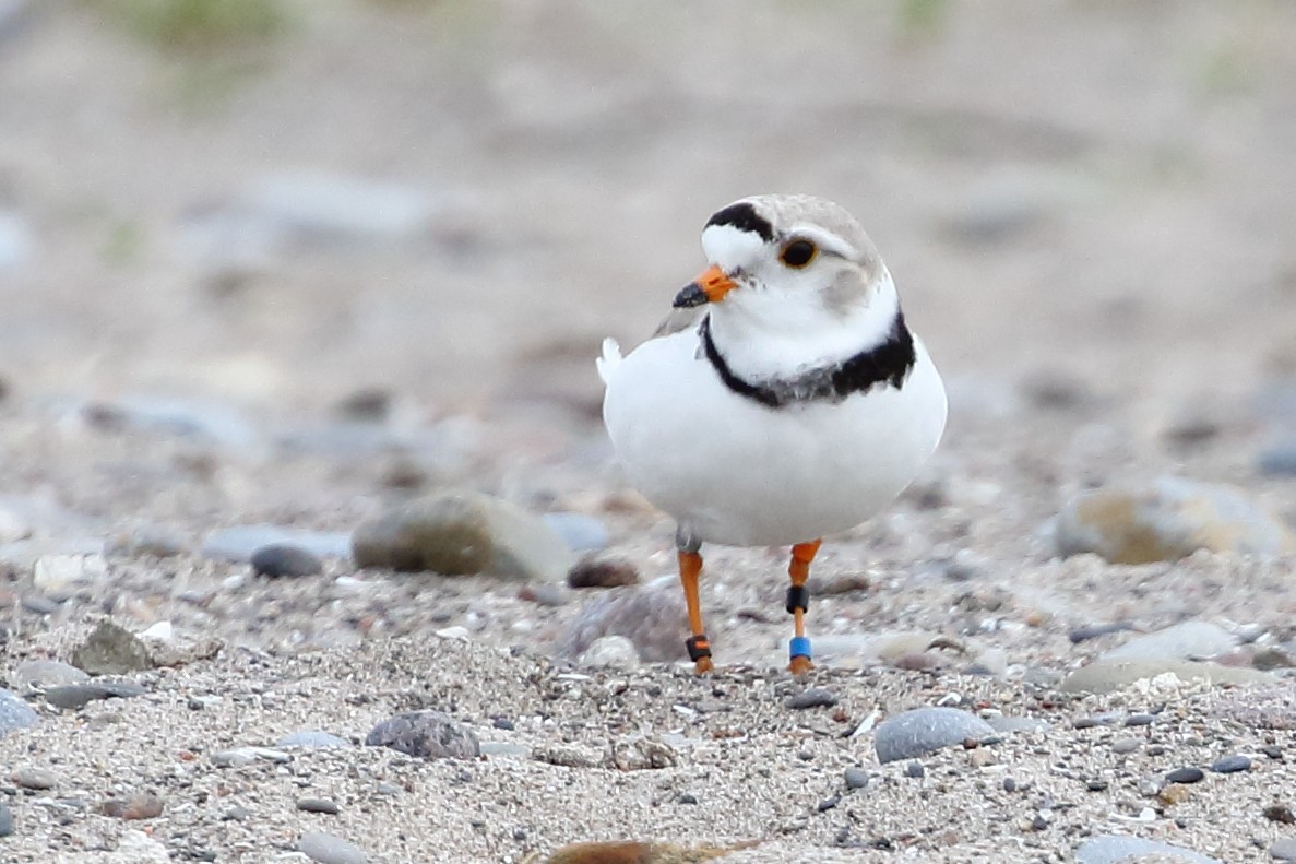 Piping Plover - ML619224080