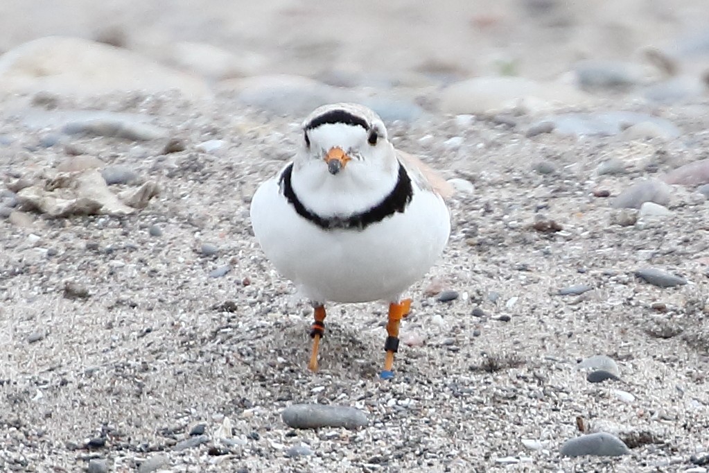 Piping Plover - ML619224081