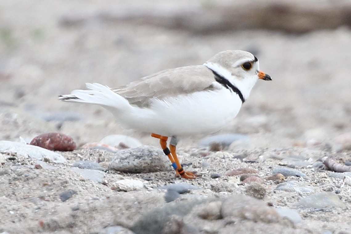 Piping Plover - ML619224082
