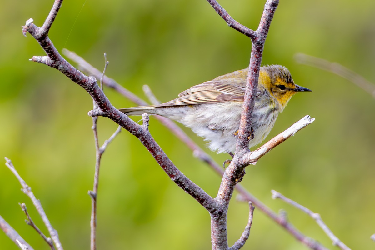 Cape May Warbler - ML619224098