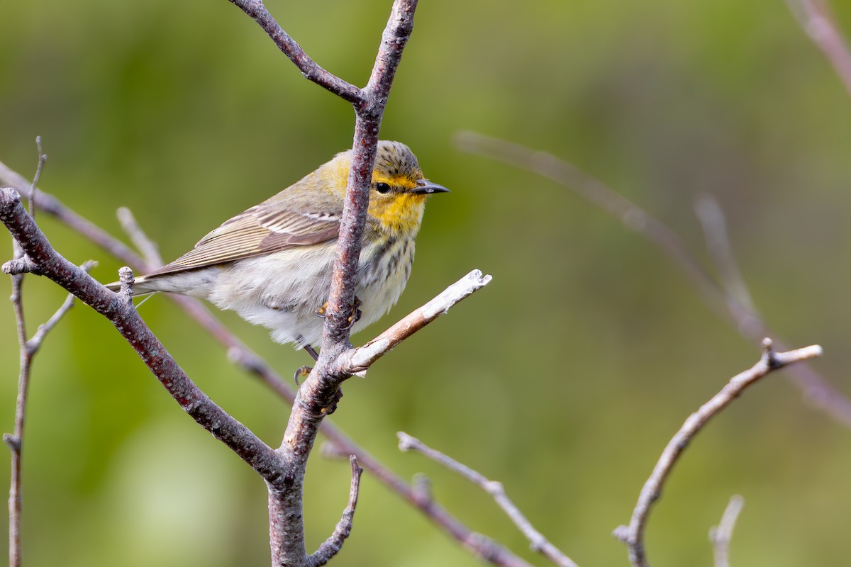 Cape May Warbler - ML619224099