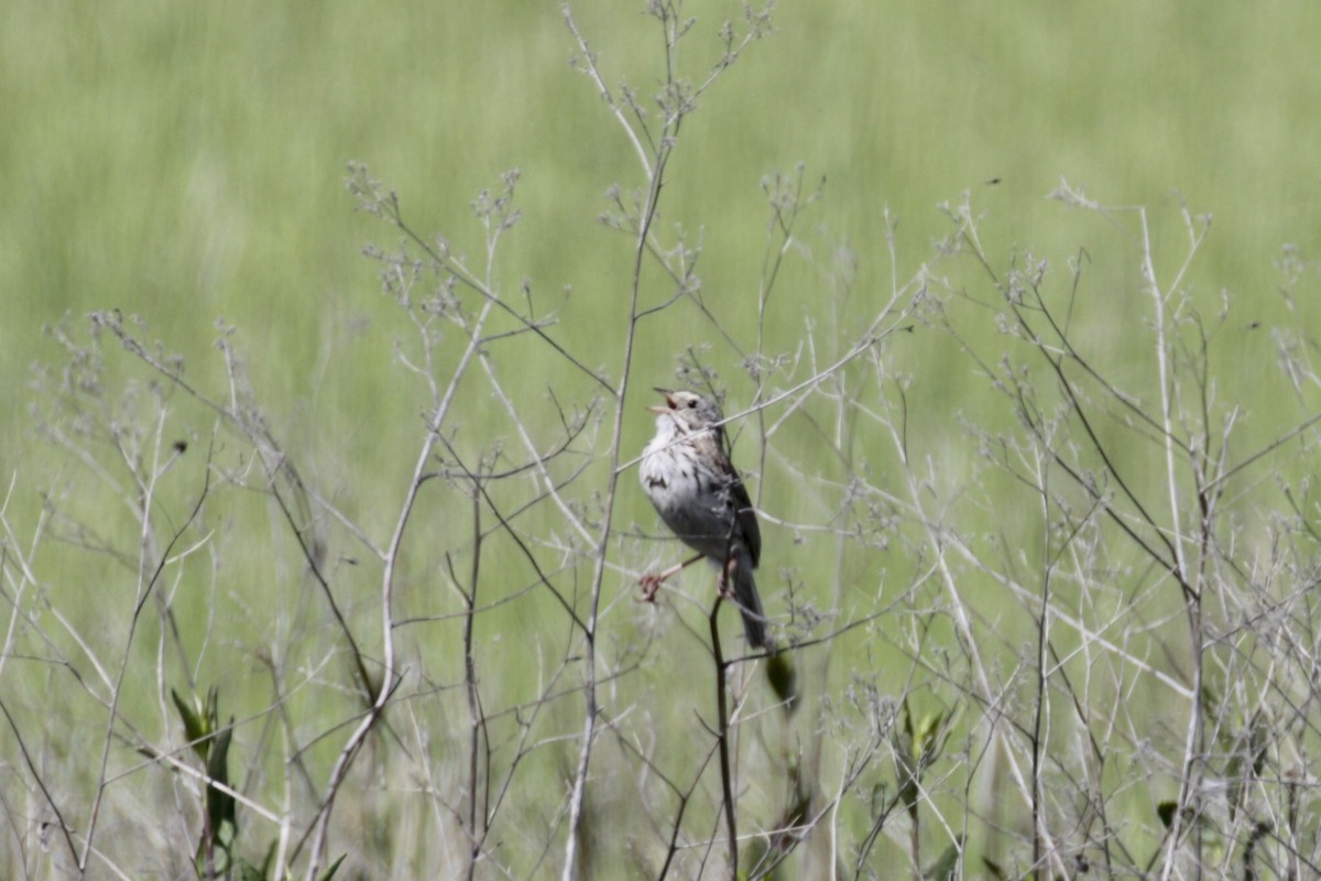 Savannah Sparrow - ML619224101