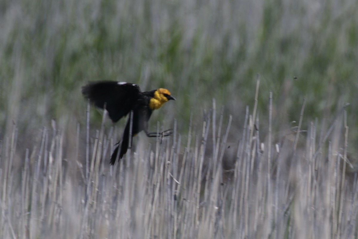 Yellow-headed Blackbird - ML619224110