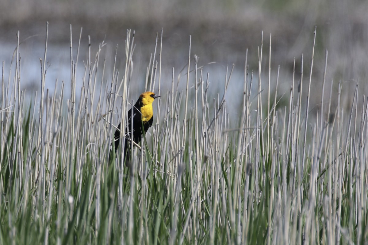 Yellow-headed Blackbird - ML619224112