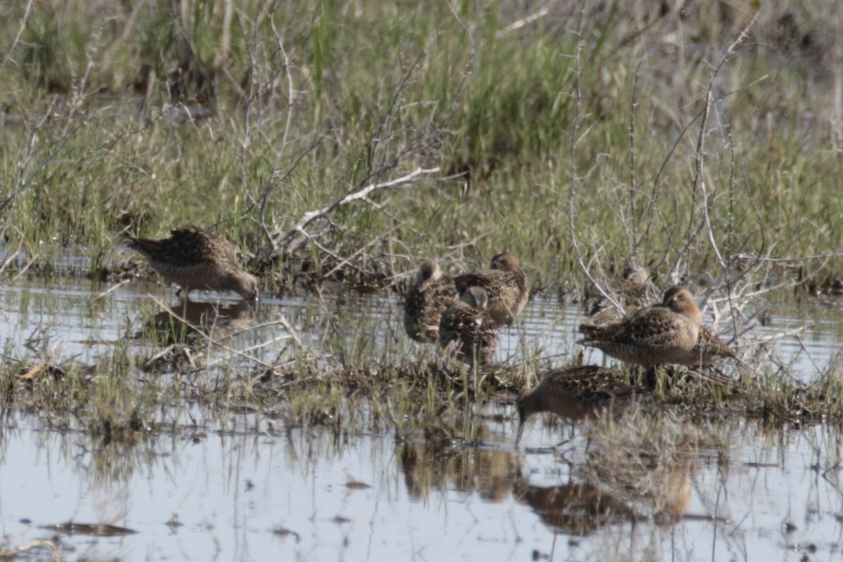 Long-billed Dowitcher - ML619224138