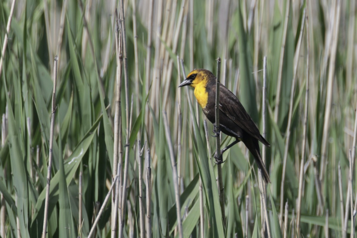 Yellow-headed Blackbird - ML619224145
