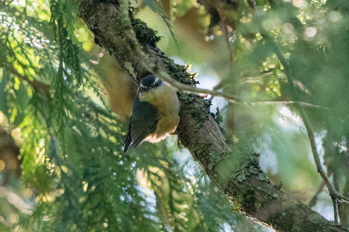 Red-breasted Nuthatch - ML619224151