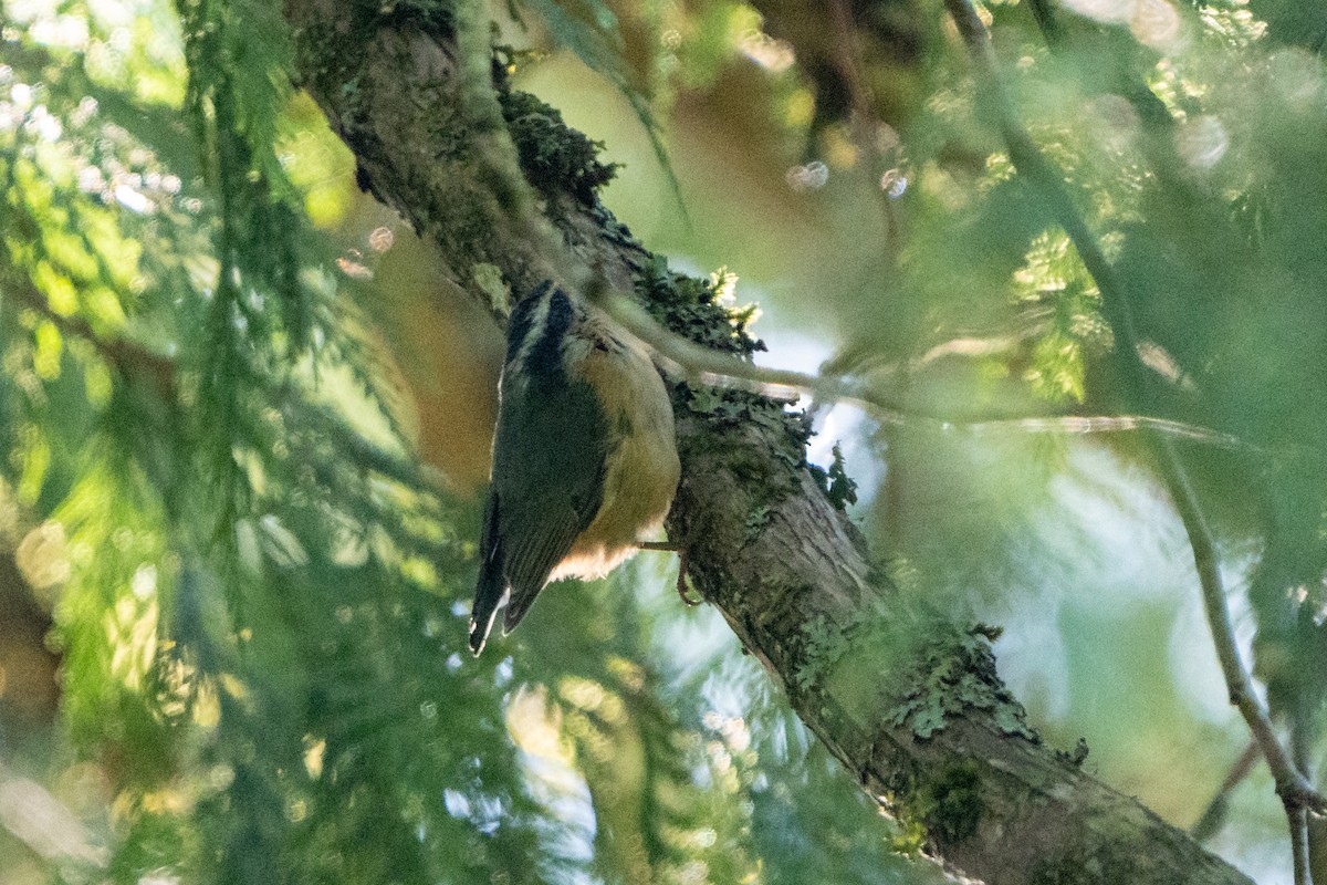 Red-breasted Nuthatch - ML619224152