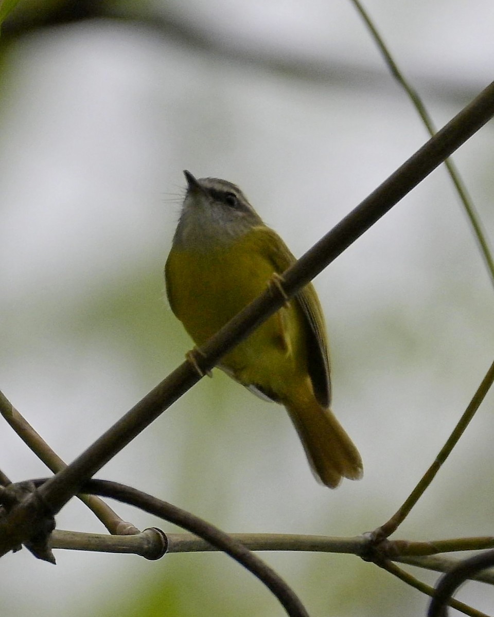 Yellow-bellied Warbler - ML619224155