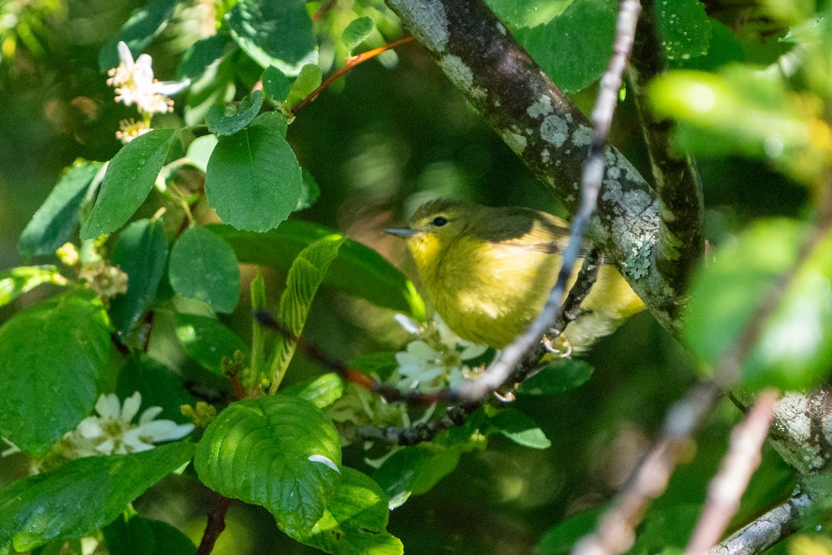 Orange-crowned Warbler - ML619224165