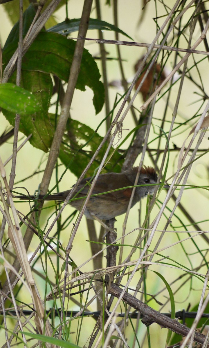 Pale-breasted Spinetail - ML619224168