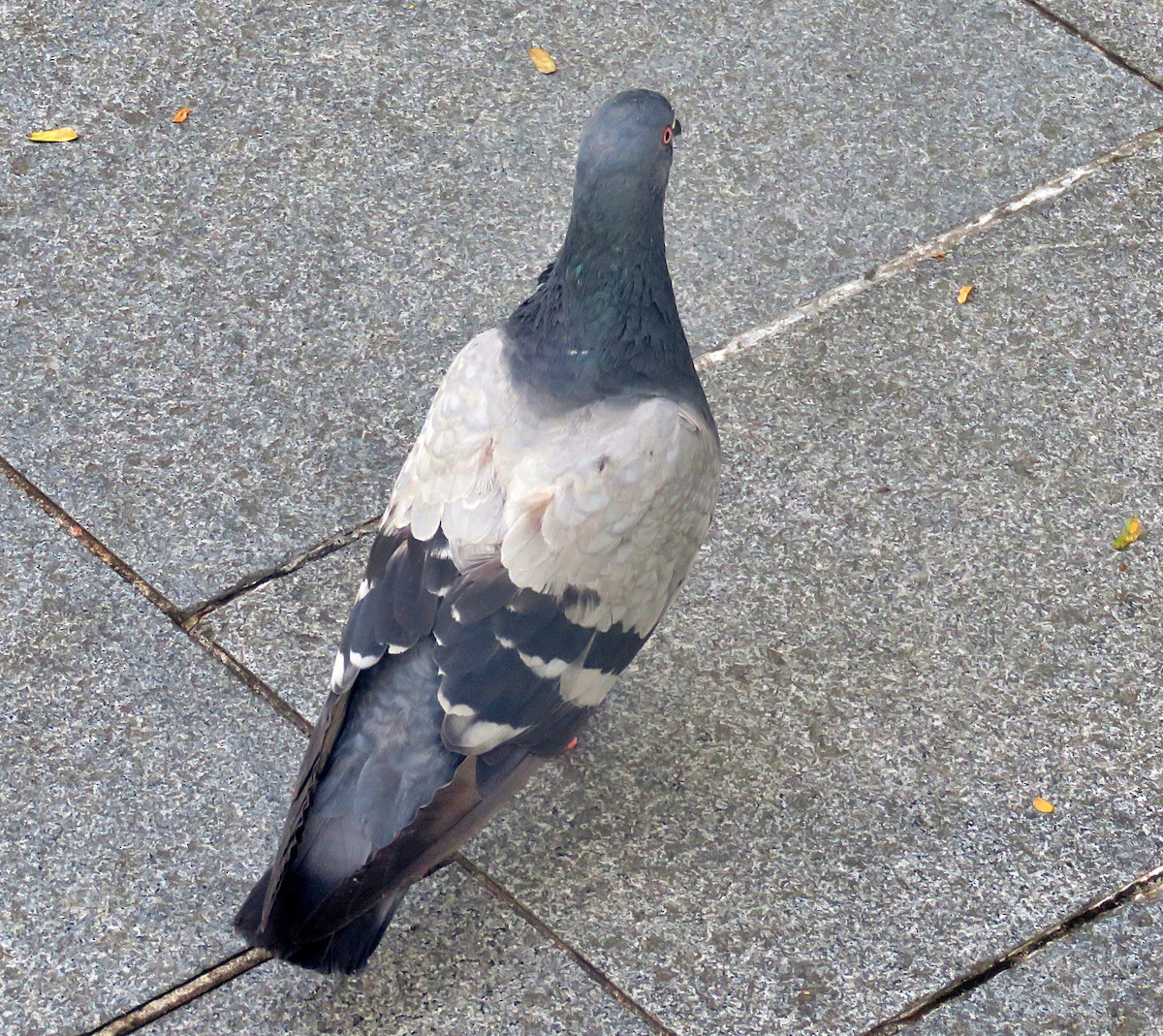 Rock Pigeon (Feral Pigeon) - ML619224235