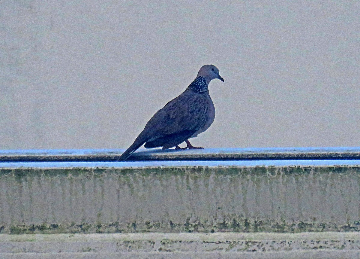 Spotted Dove - ML619224249