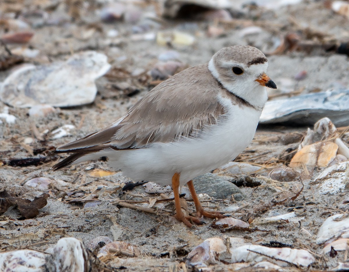 Piping Plover - ML619224318