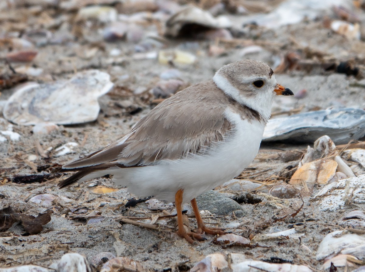 Piping Plover - ML619224319
