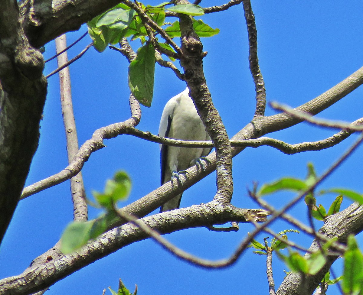 Pied Imperial-Pigeon - ML619224322