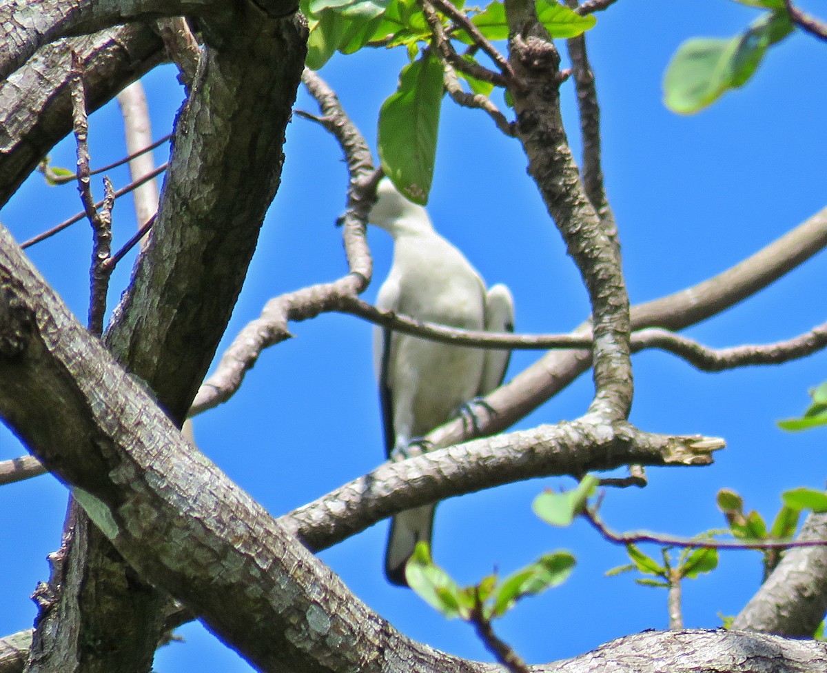Pied Imperial-Pigeon - ML619224323