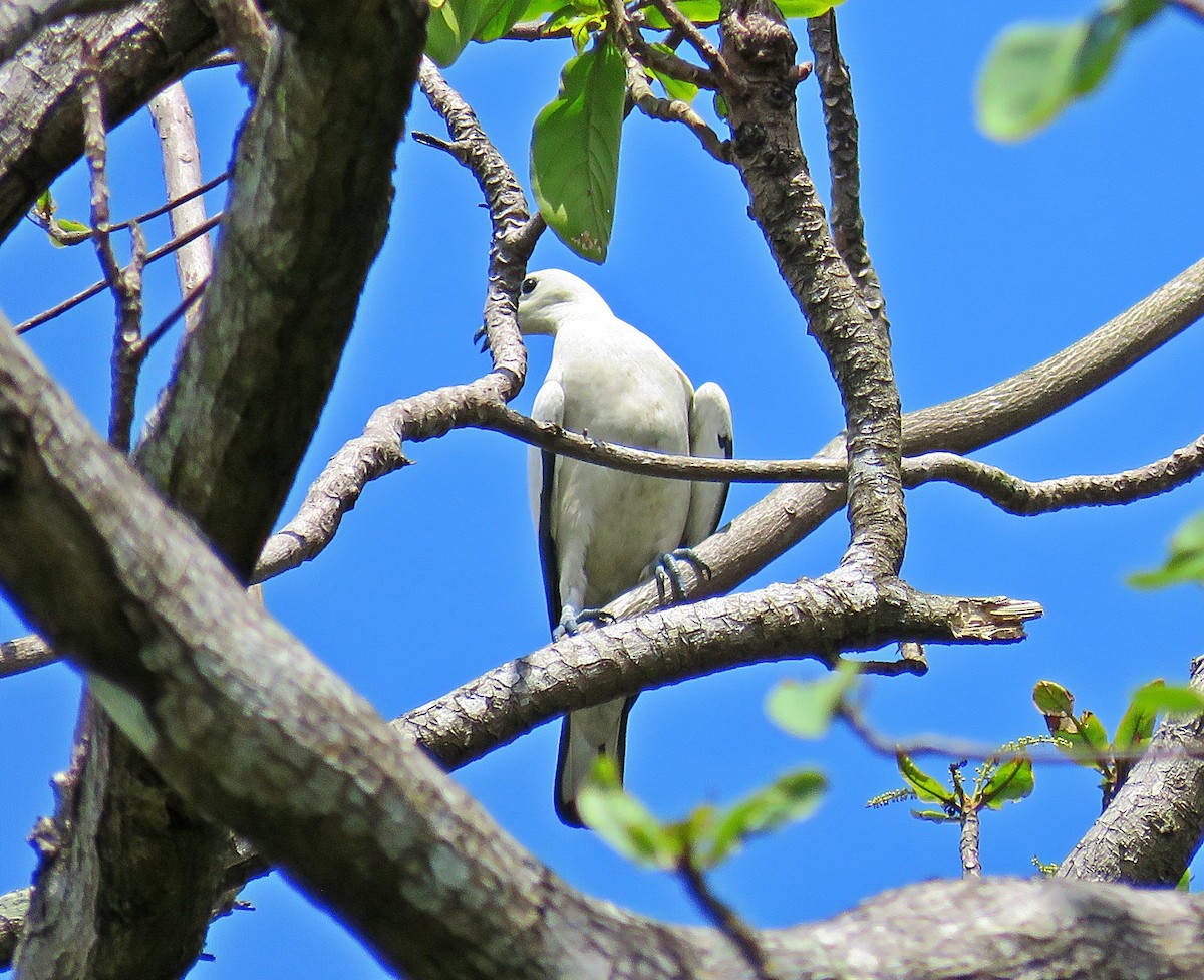 Pied Imperial-Pigeon - ML619224324