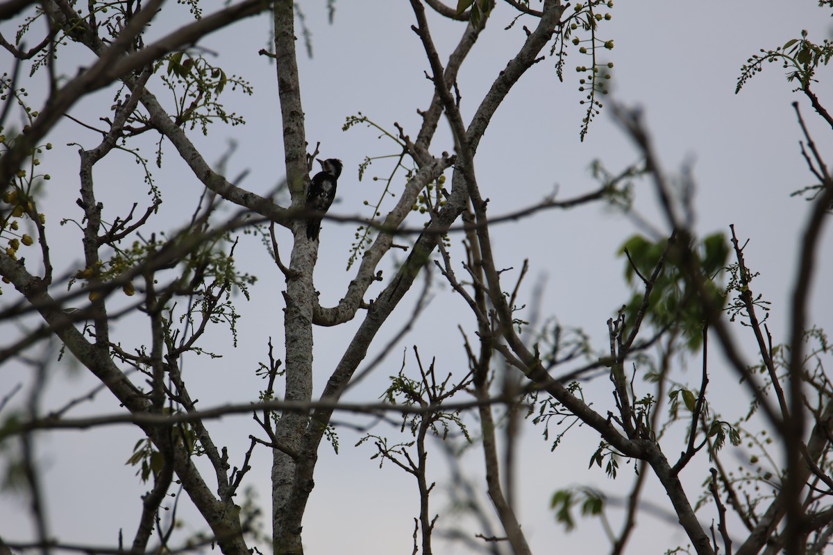 Gray-capped Pygmy Woodpecker - ML619224325