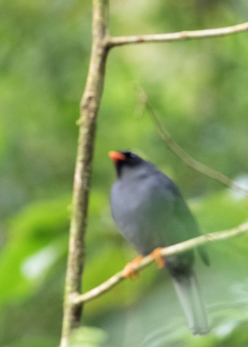 Black-faced Solitaire - ML619224328