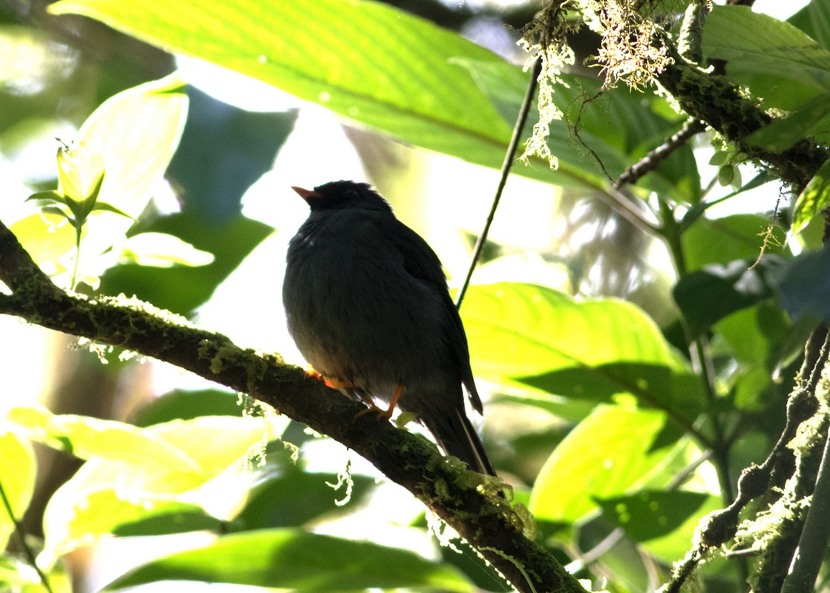 Black-faced Solitaire - ML619224349