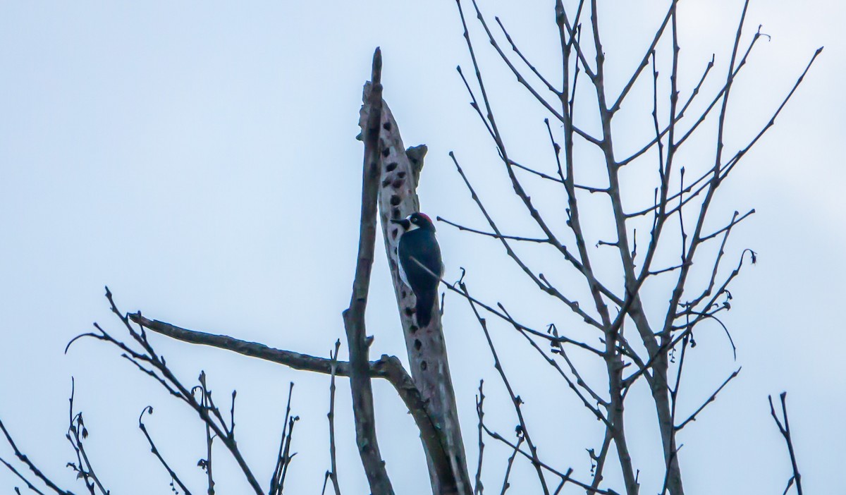Acorn Woodpecker - ML619224383