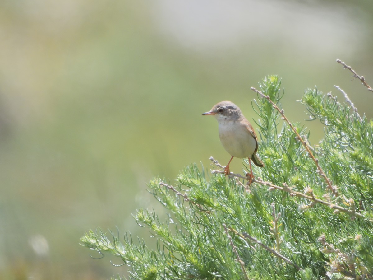 Spectacled Warbler - ML619224385