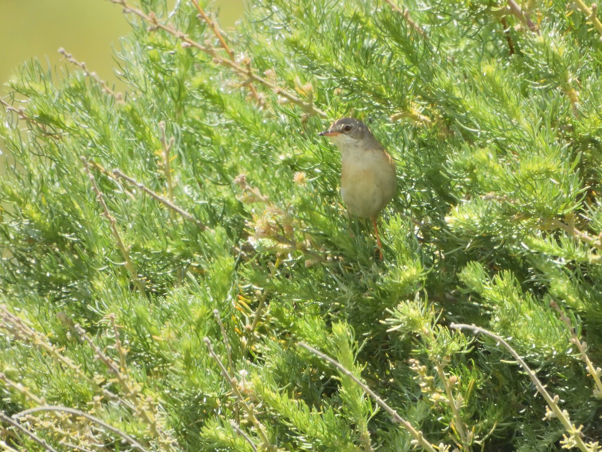 Spectacled Warbler - ML619224388