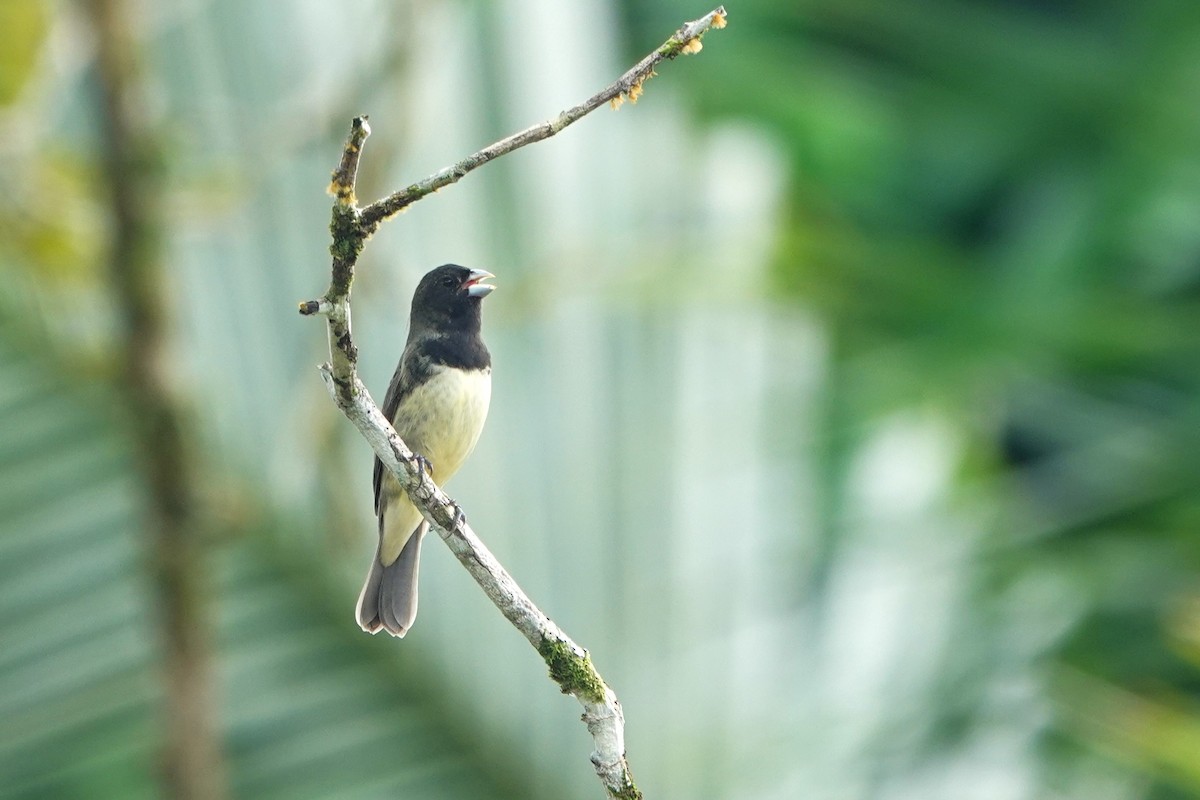 Yellow-bellied Seedeater - ML619224392