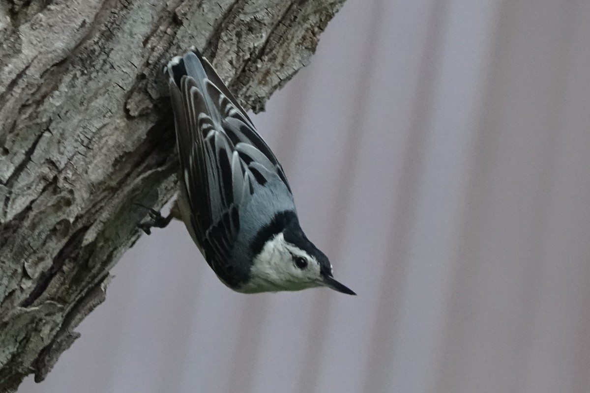 White-breasted Nuthatch - ML619224397