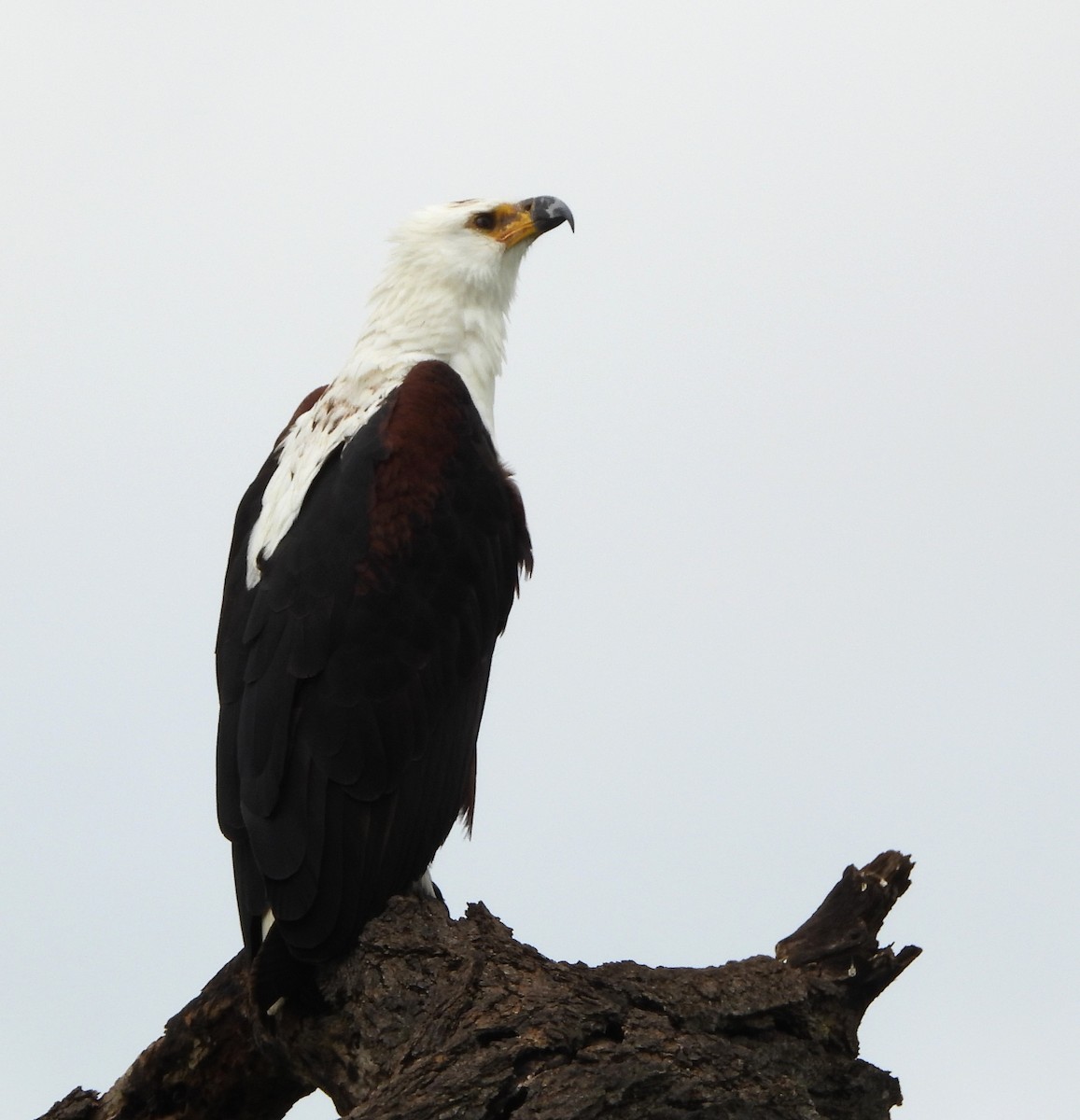 African Fish-Eagle - ML619224418