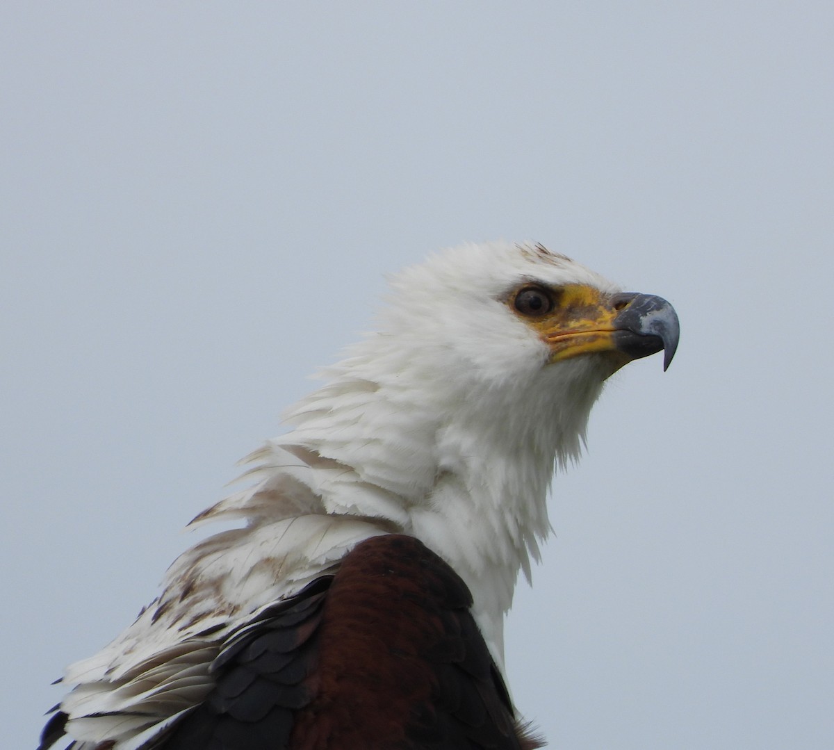 African Fish-Eagle - ML619224419
