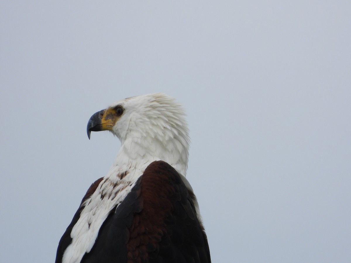 African Fish-Eagle - ML619224420