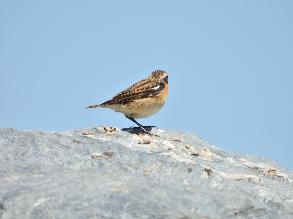 Whinchat - ML619224431