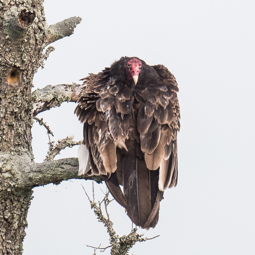 Turkey Vulture - ML619224486