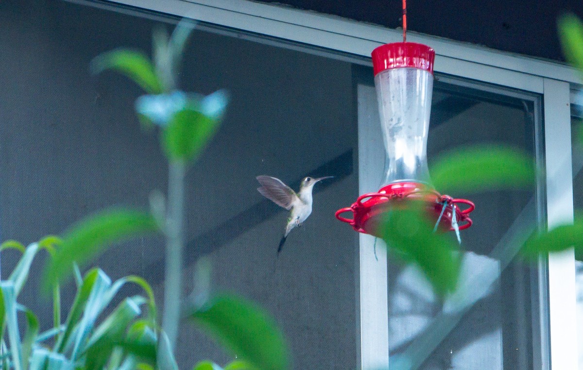 kolibřík klínoocasý - ML619224493