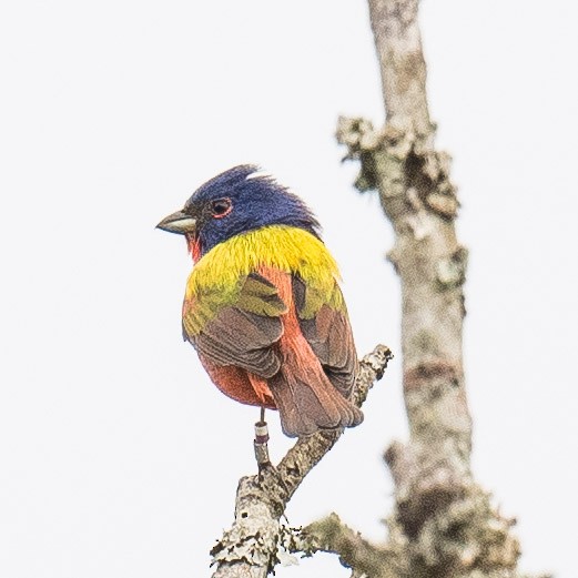 Painted Bunting - ML619224557