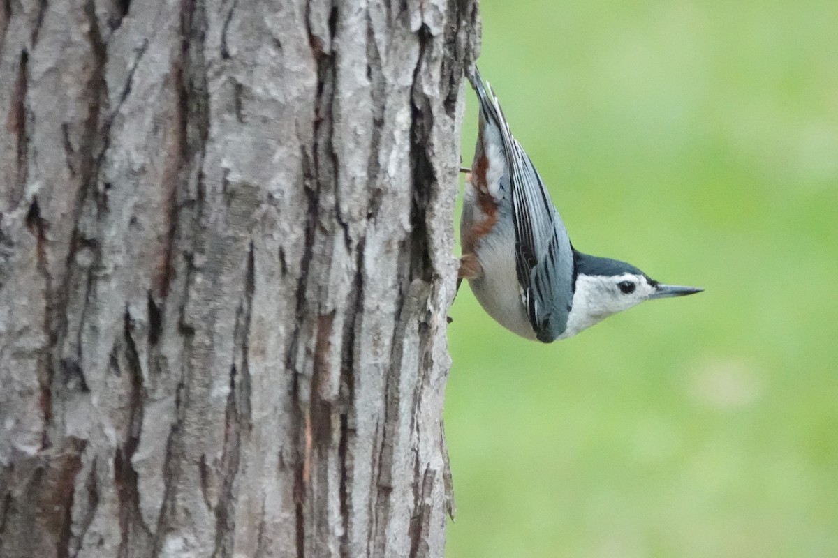 White-breasted Nuthatch - ML619224631