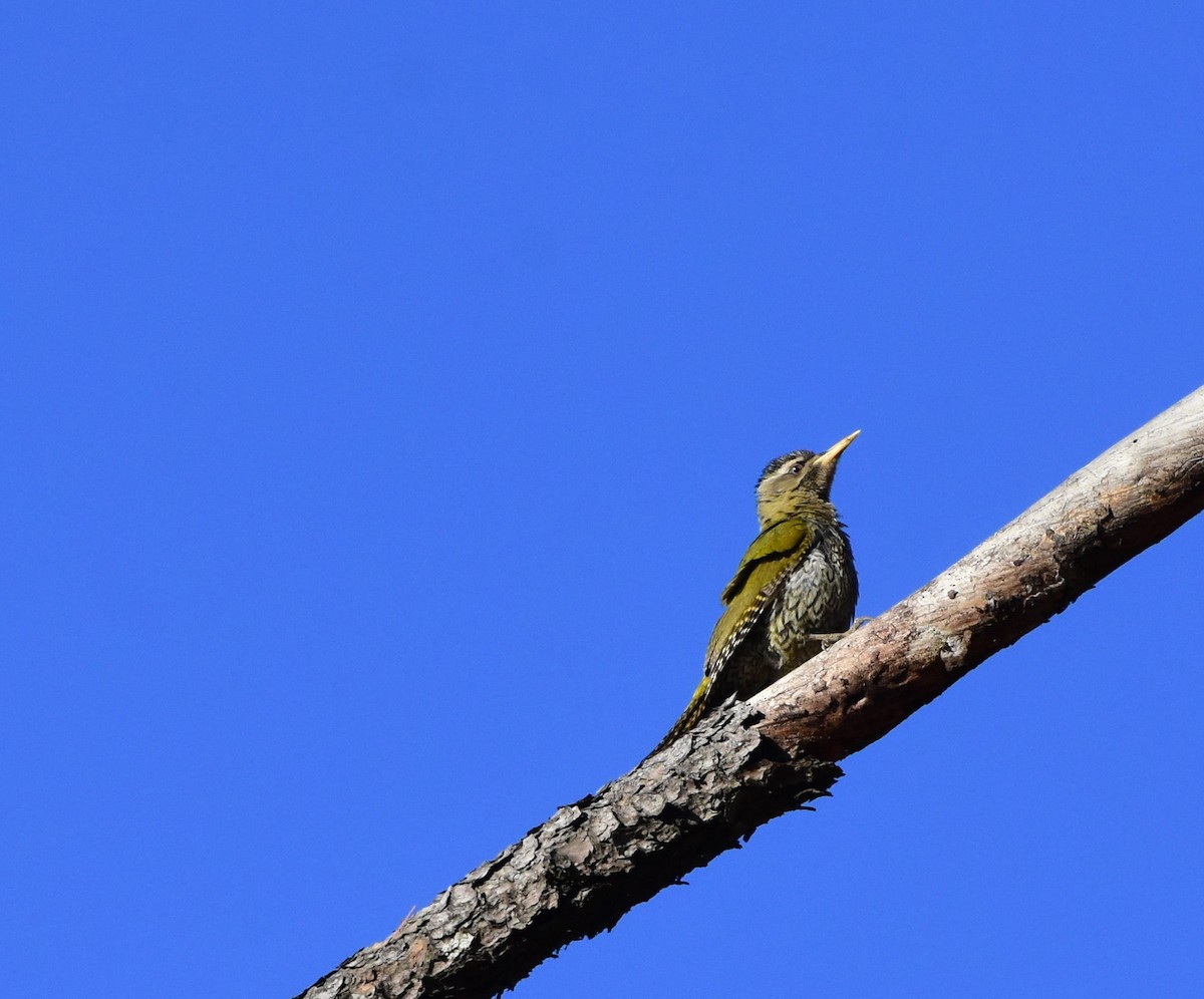 Scaly-bellied Woodpecker - ML619224635