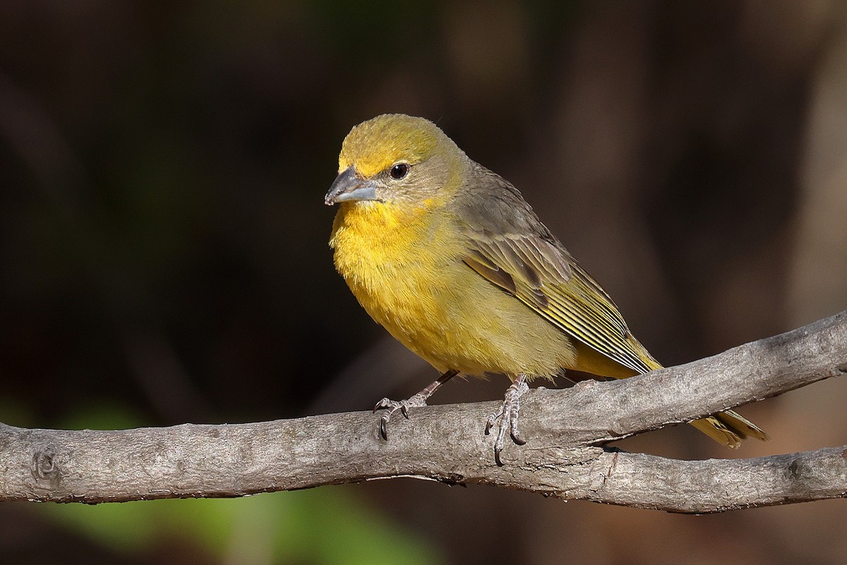 Hepatic Tanager - ML619224650