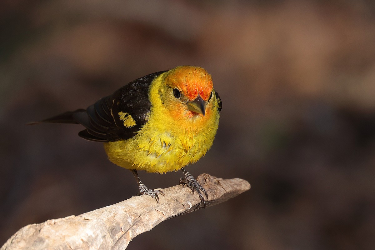 Western Tanager - ML619224670