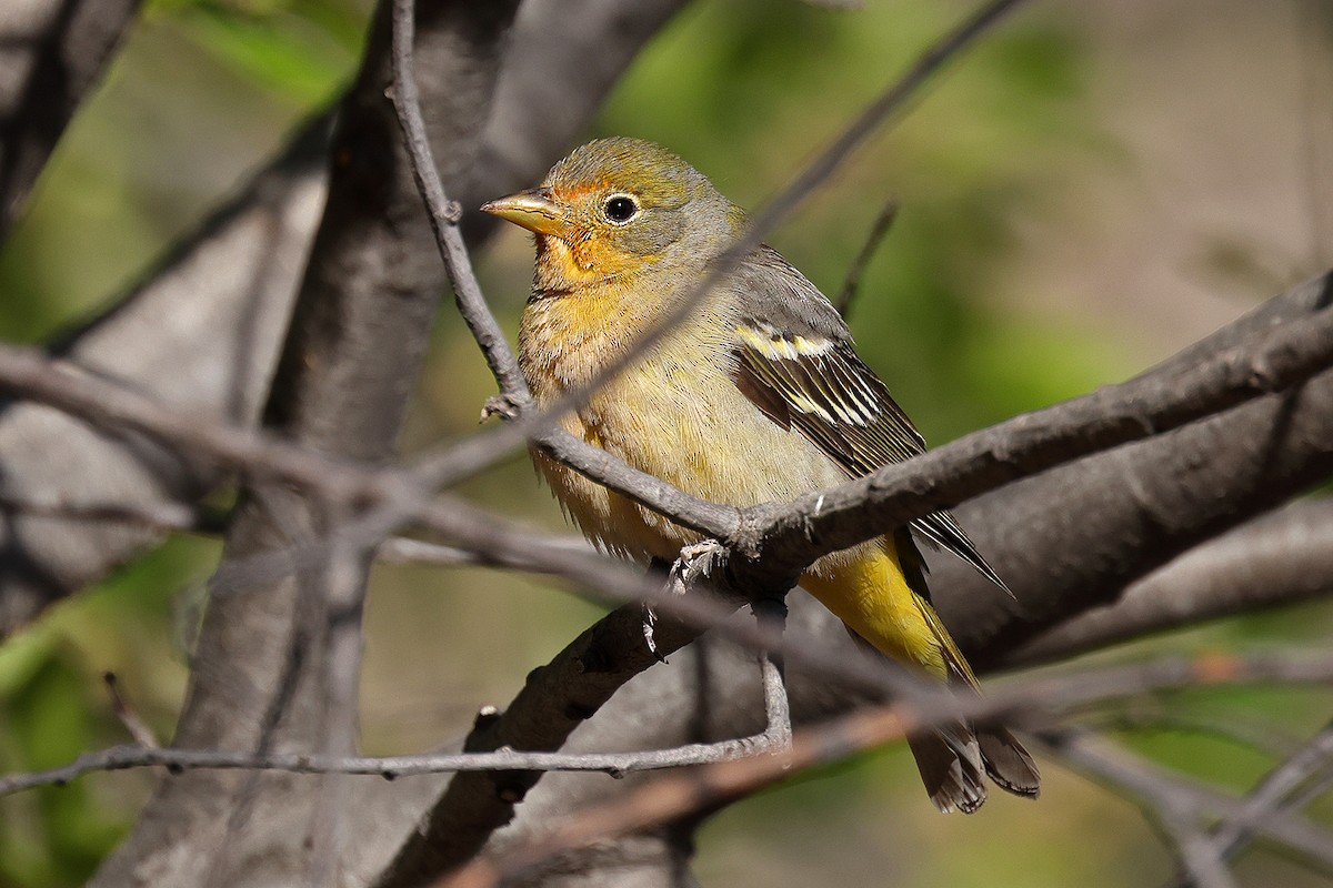 Western Tanager - ML619224671