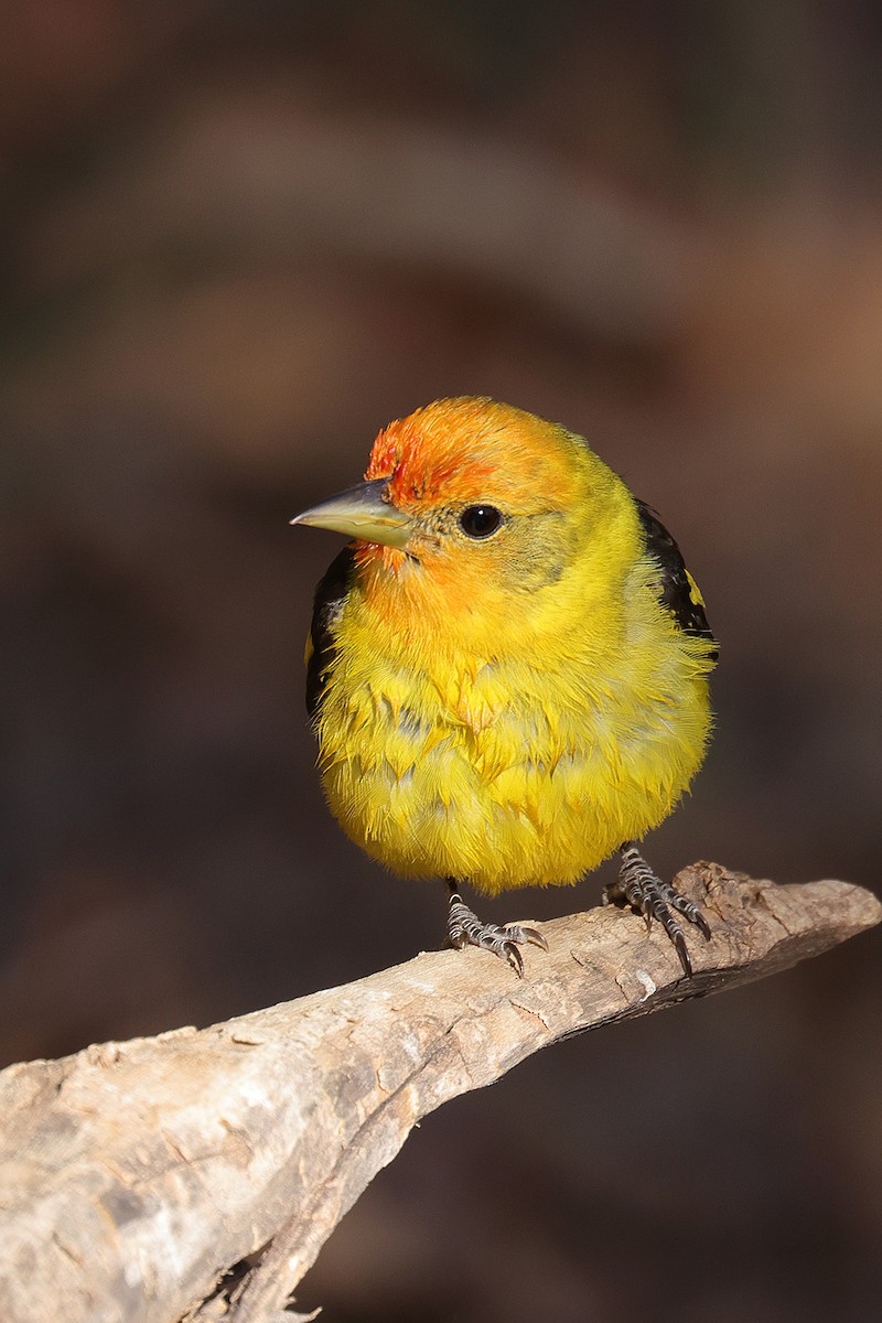 Western Tanager - ML619224672