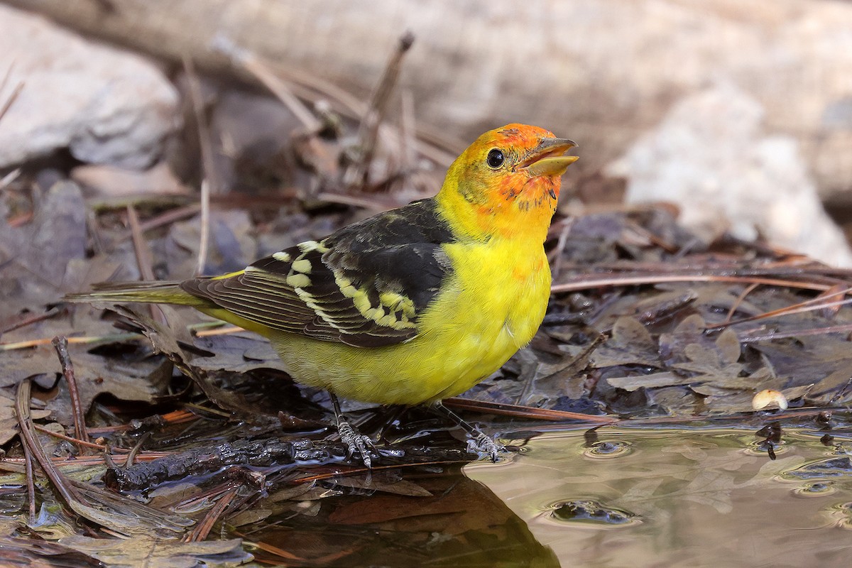 Western Tanager - ML619224673
