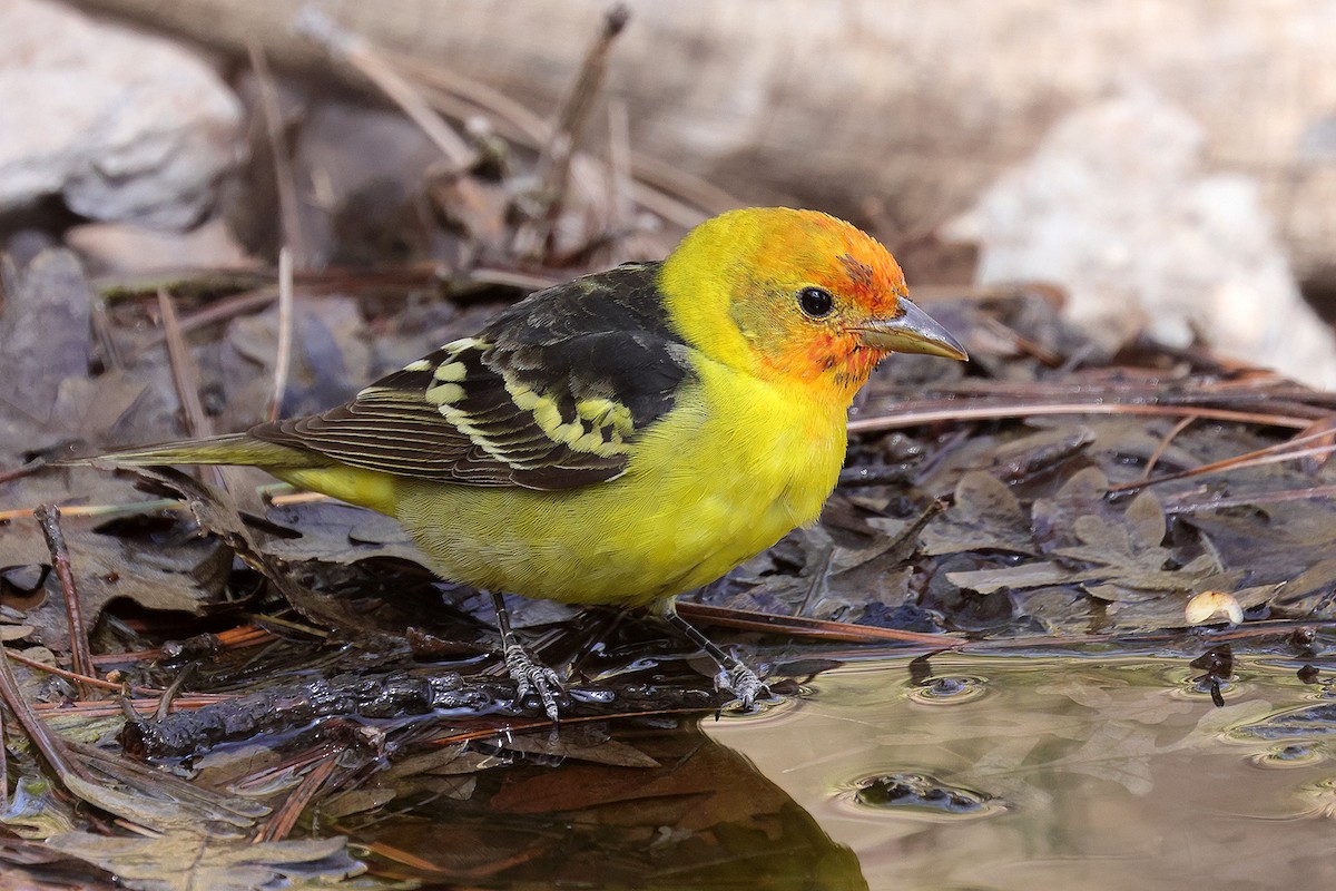 Western Tanager - ML619224674