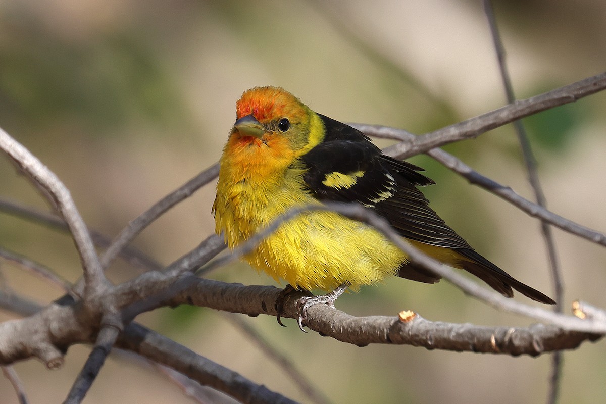 Western Tanager - ML619224675
