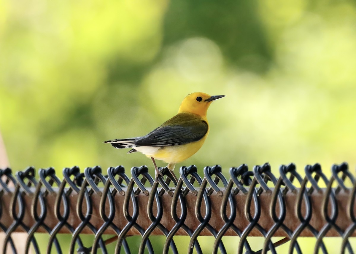 Prothonotary Warbler - ML619224677
